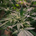 Ultimate Guide to Hemp, Cannabis, and Marijuana in Prague img-495.jpg
