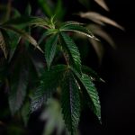 Welcome to the premier destination for hemp, CBD, and cannabis products in the heart of the Czech Republic img-536.jpg