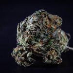 Prague’s cannabis scene has evolved from a niche hobby to a thriving market where THC chocolate is a sought‑after delicacy img-59.jpg