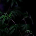 Prague Hemp Boutique: Pricing, Products, and Ordering Guide img-726.jpg