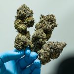 Prague is rapidly becoming a hub for the hemp industry in Central Europe img-81.jpg