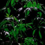 Cannabis Delivery Prague: Buy Marijuana, Hemp, THC, and Weed Online img-825.jpg