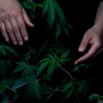 Welcome to Prague’s premier weed shop official – your trusted partner for all things cannabis img-917.jpg