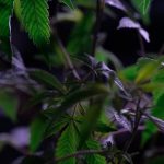 Official THC Chocolate Shop in Prague Online Cannabis Delivery img-940.jpg